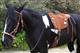 BTSP200-Bareback Saddle Treeless Pad