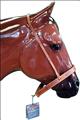 CY-4506-2066-TACK NOSEBAND-CAVESSON COMBO BY CIRCLE Y